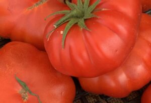 Markedsguide til italienske markeder