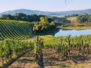 Autentisk Italiensk vinmark. Billedskøn natur. Kør-selv ferie. Agriturismo. Vingårdsferie. Umbrien