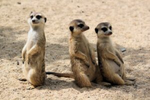 Børneferie. Autentiske oplevelser i et roligt tempo. Poppi Zoo i Casentino-dalen. Dyrepark.