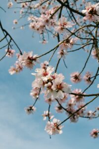 Forår og blomster
