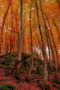 Foreste Casentinesi. Toscana. Vandreruter i Toscana.