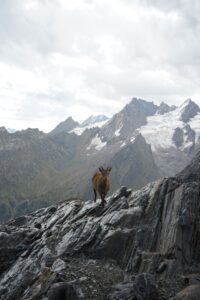 Gran Paradiso. Mountain goat.