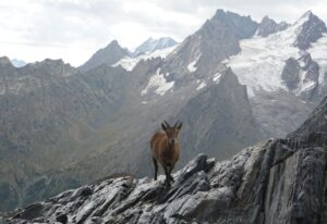 Gran Paradiso. Mountain goat. Piemonte.